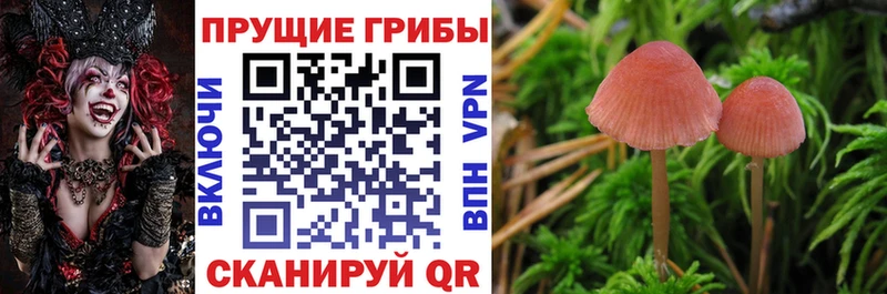 Псилоцибиновые грибы мицелий  Яхрома 